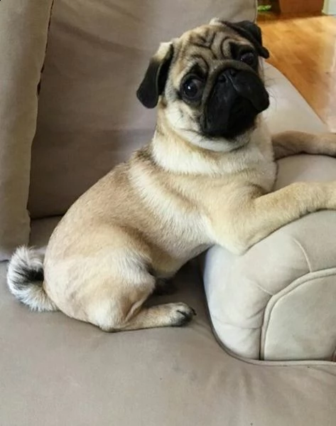 regalo cuccioli carlino in bianco e nero per ladozione