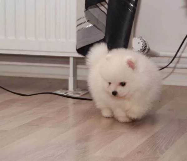regalo pomeranian husky per ladozione | Foto 0