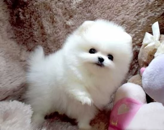 regalo pomeranian husky per ladozione