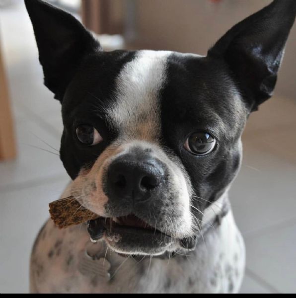 Vendita cucciolo Boston Terrier da Privato a Catania boston terriers