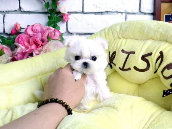 vendita pettorina personalizzata per maltese | Foto 0