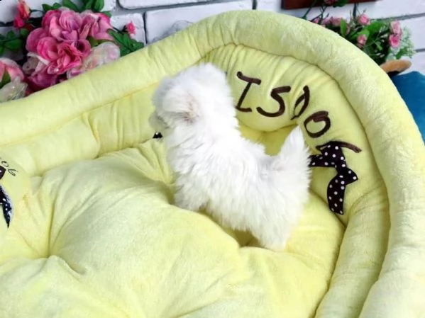 vendita pettorina personalizzata per maltese