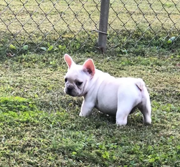 vendita cucciolo bulldog francese  | Foto 1