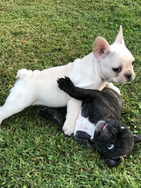 vendita cucciolo bulldog francese 