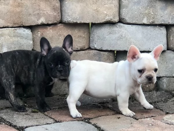 vendita cucciolo bulldog francese 