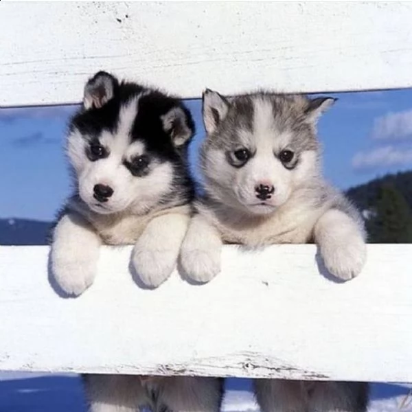  cuccioli di razza siberian husky
