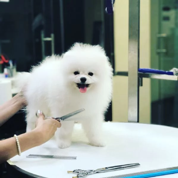 cuccioli di pomerania