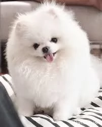 cuccioli di pomerania | Foto 0