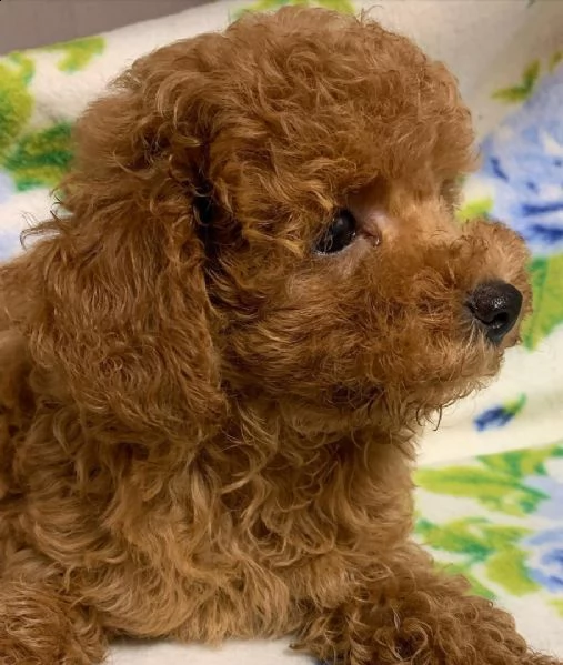 due cuccioli di barboncino