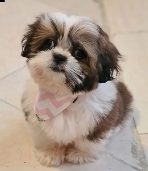 shi tzu cucciolo maschio