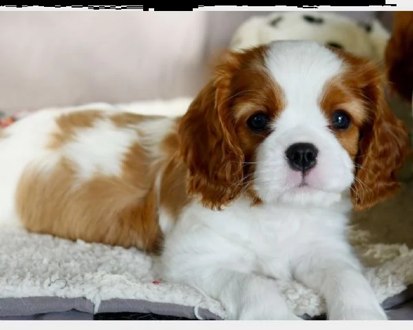 vendita cucciolo cavalier king charles spaniel cuccioli tricolore