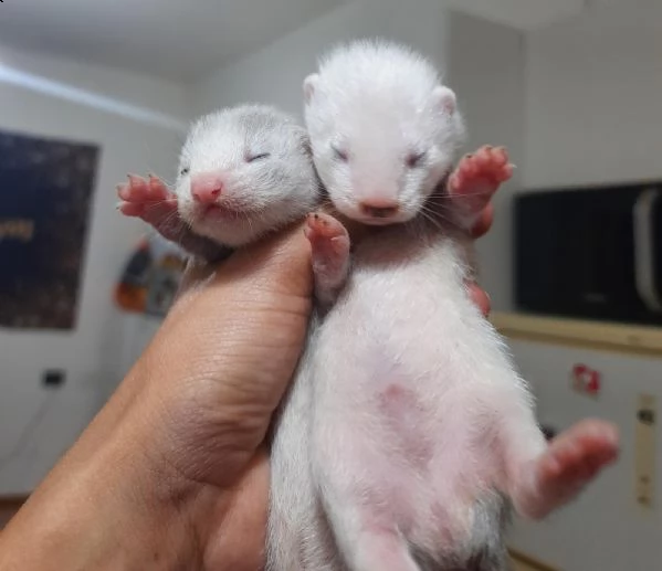 cuccioli di furetto | Foto 1