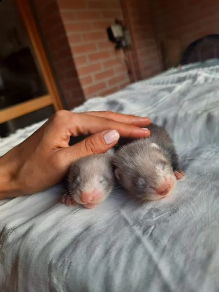 cuccioli di furetto | Foto 0