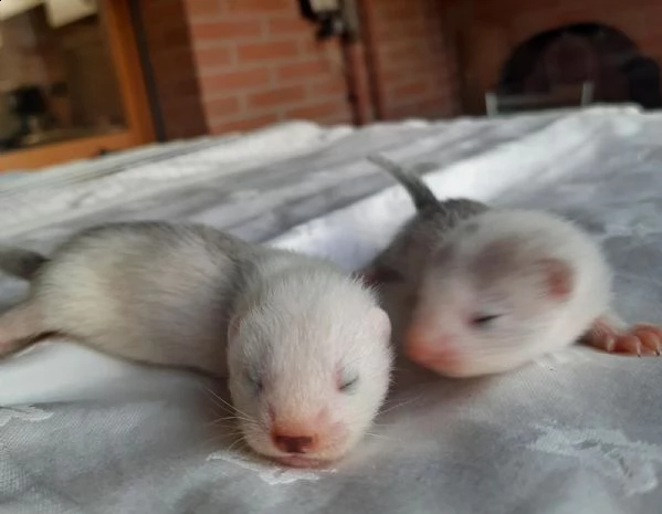 cuccioli di furetto