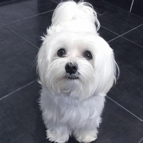 ottimo cucciolo di mini maltese