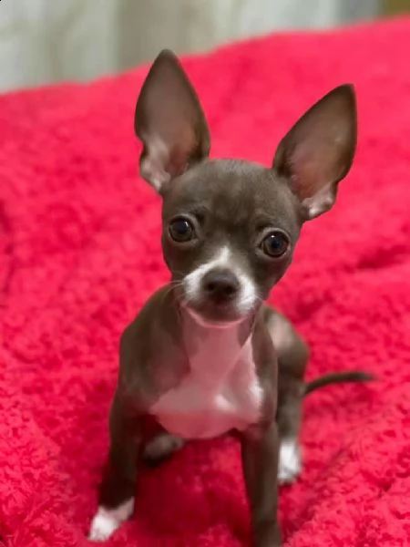 splendido piccolo chihuahua con pedigree