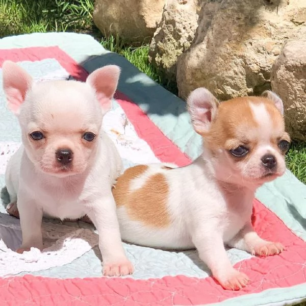 splendido piccolo chihuahua con pedigree | Foto 0