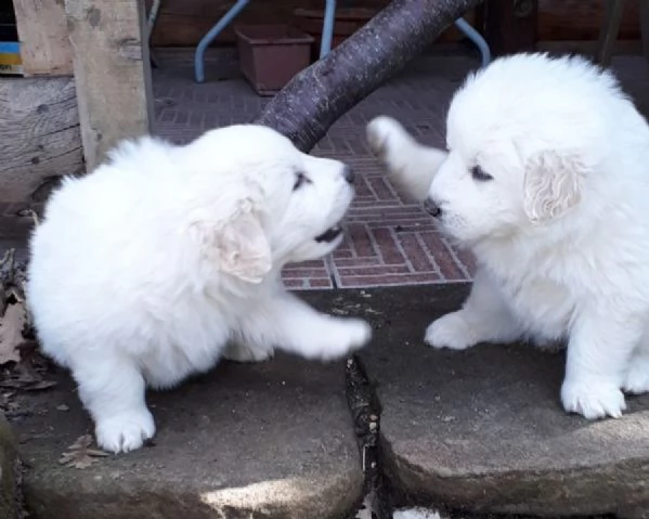 vendita pastori maremmani abruzzesi cuccioli 