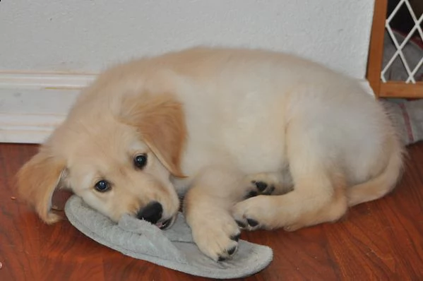 cuccioli di golden retriever