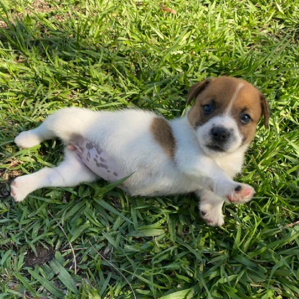 Jack Russel Zampa Corta In Regalo