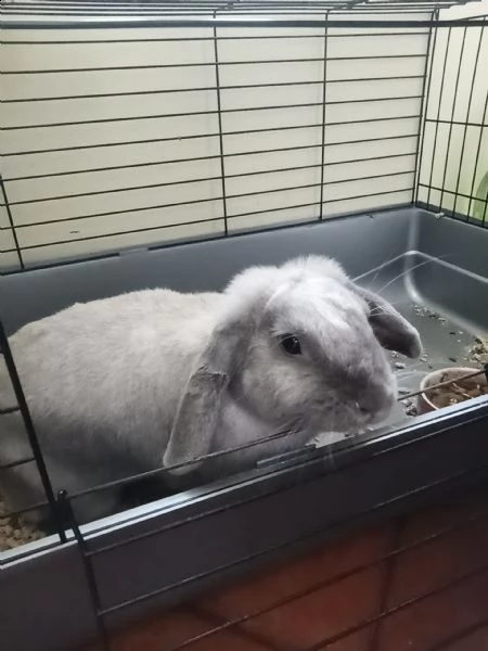 regalo coniglio nano di due anni 