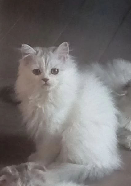 Cuccioli di scottish longhair  | Foto 2