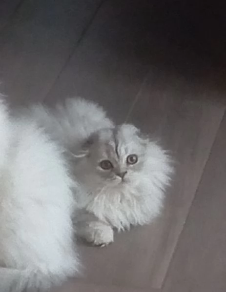 Cuccioli di scottish longhair 