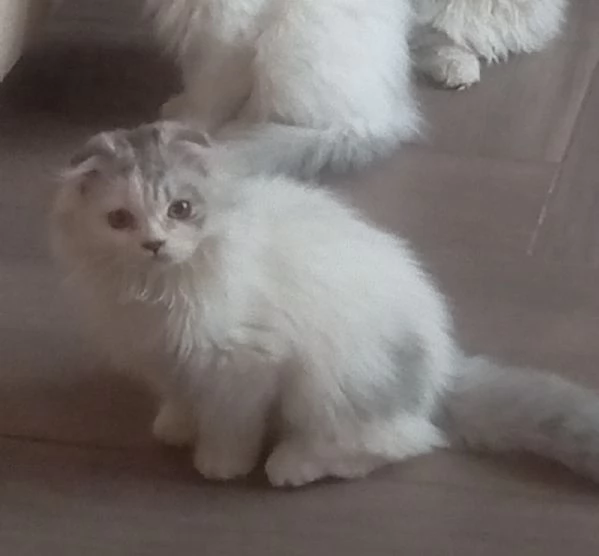 Cuccioli di scottish longhair  | Foto 1