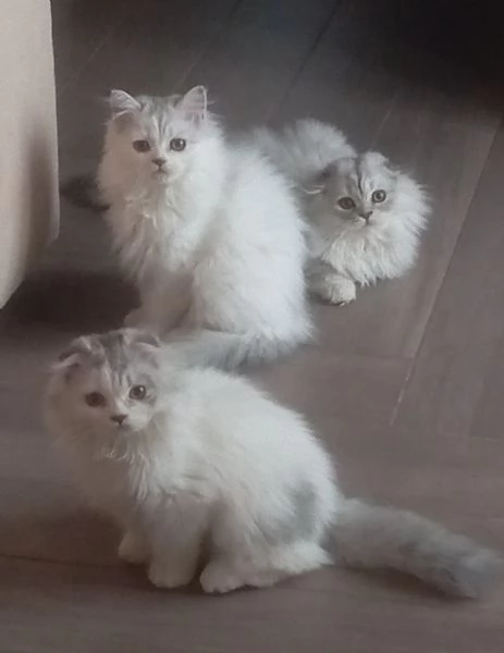 Cuccioli di scottish longhair  | Foto 0