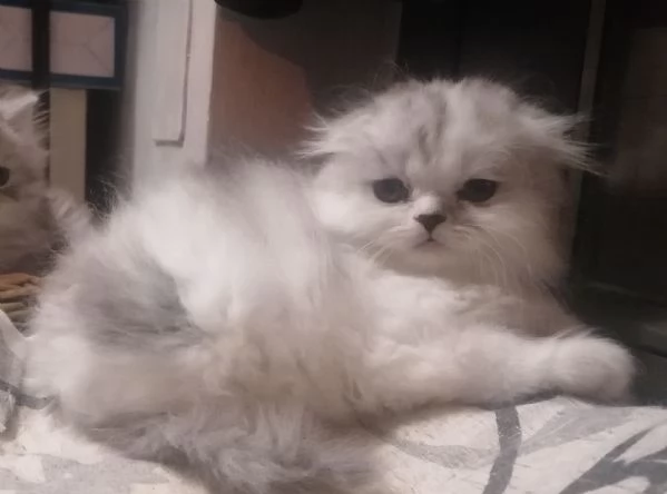 Cucciolo scottish longhair  | Foto 1