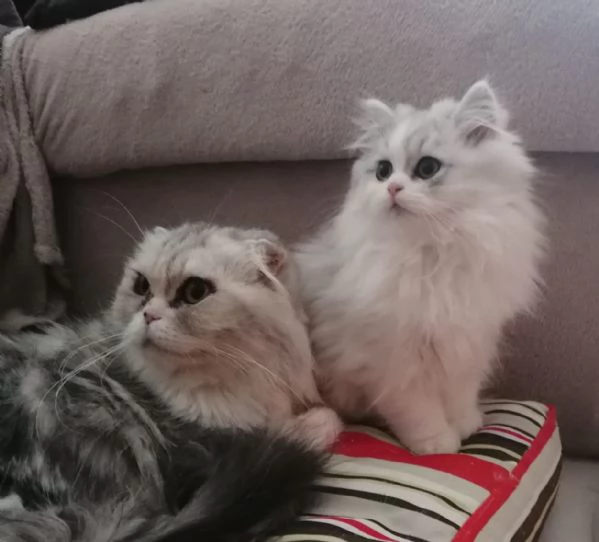 Cucciolo scottish longhair  | Foto 0
