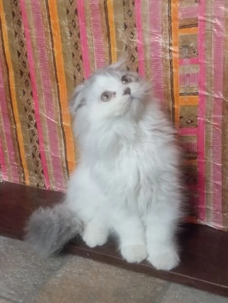 Cucciolo scottish longhair 