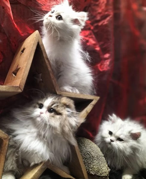 Cuccioli di scottish longhair  | Foto 2