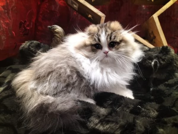 Cuccioli di scottish longhair  | Foto 0