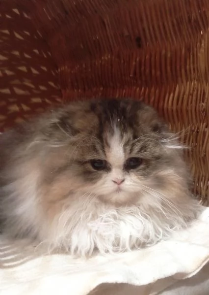 Cuccioli di scottish longhair 