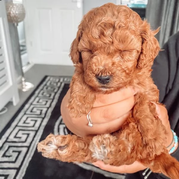 cuccioli di barboncino