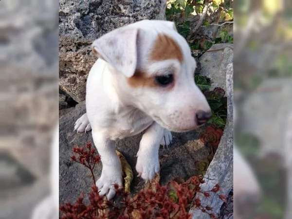 cuccioli di jack russell terrier con pedrigree 