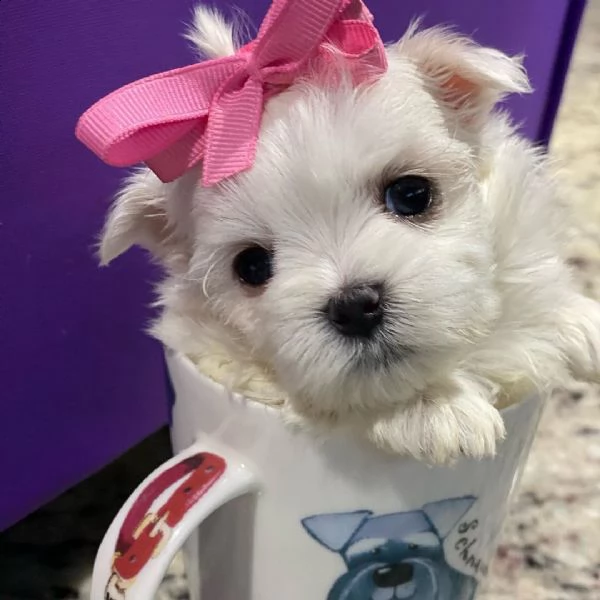 cuccioli maltese toy