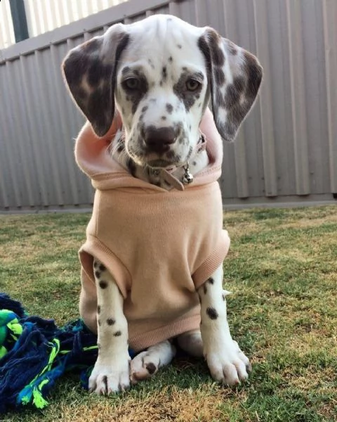 cane dalmata