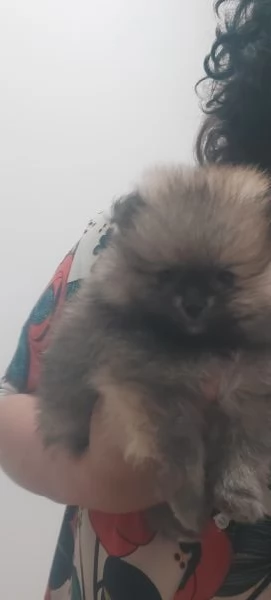 Spitz tedesco nano  | Foto 4