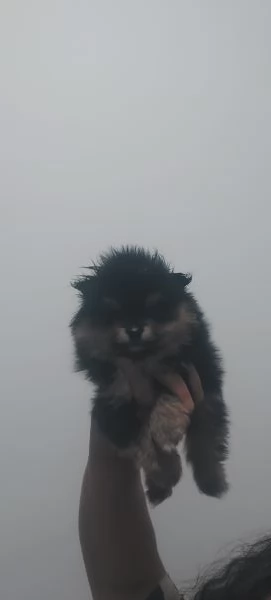Spitz tedesco nano  | Foto 3
