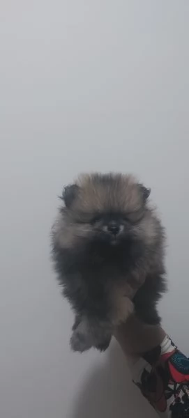 Spitz tedesco nano  | Foto 1