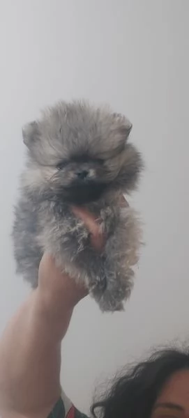 Spitz tedesco nano 
