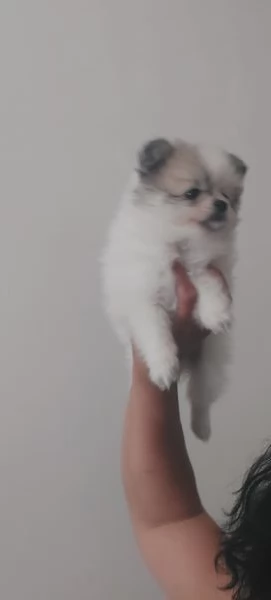 Spitz tedesco nano