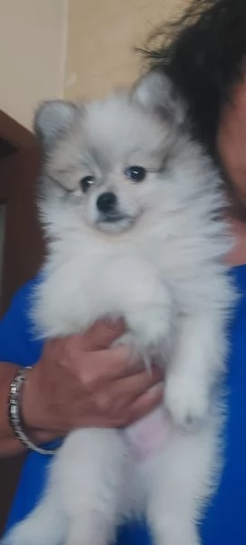 Spitz tedesco nano | Foto 1