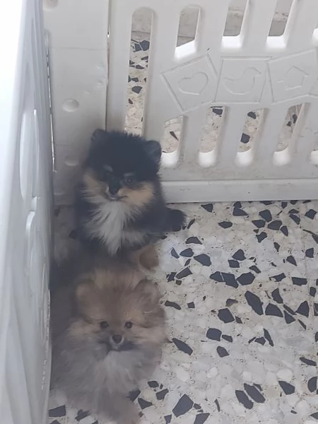 Spitz tedesco nano  | Foto 5