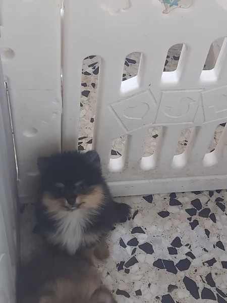 Spitz tedesco nano  | Foto 3