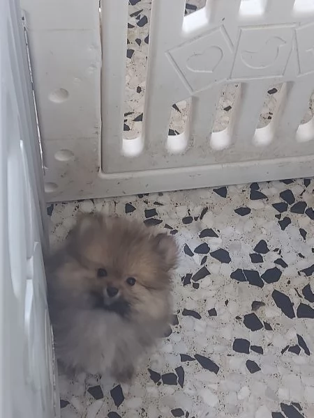 Spitz tedesco nano 