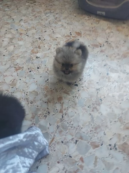 Spitz tedesco nano  | Foto 1