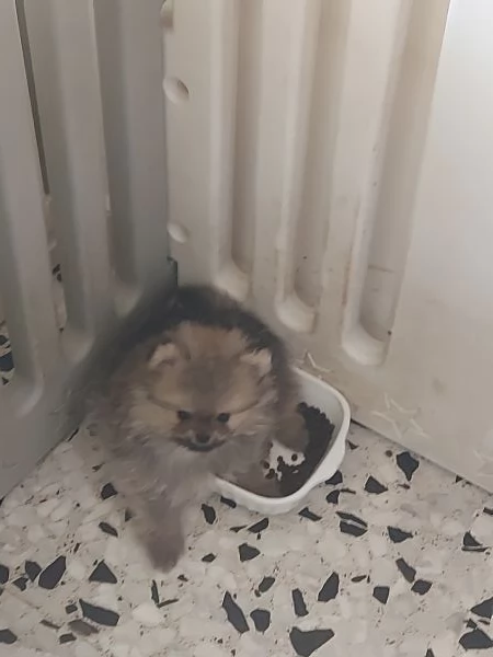 Spitz tedesco nano 